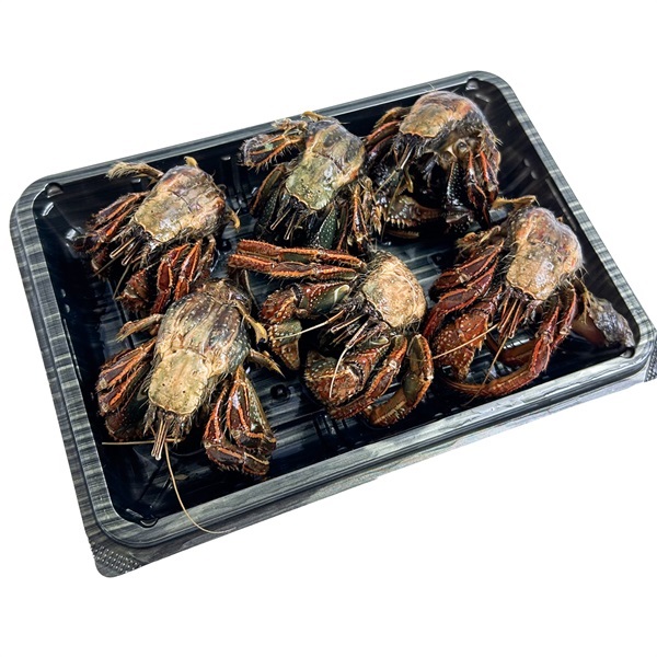 【店頭販売限定品】国産ヤドカリ